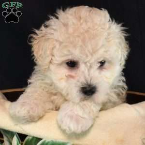 Clifford, Maltipoo Puppy