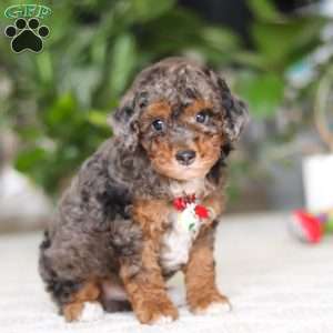 Clover, Cavapoo Puppy