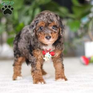 Clover, Cavapoo Puppy