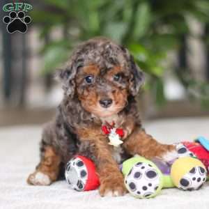 Clover, Cavapoo Puppy