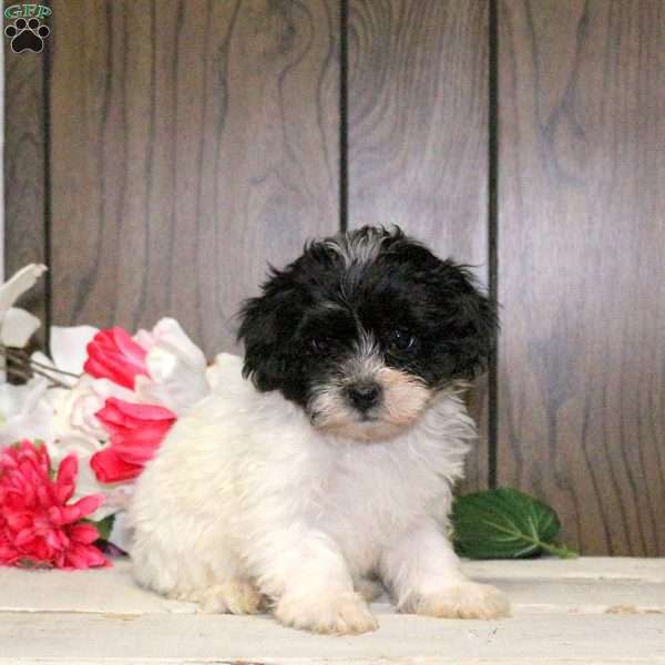 Clover, Shih-Poo Puppy