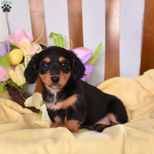 Clover, Dachshund Puppy