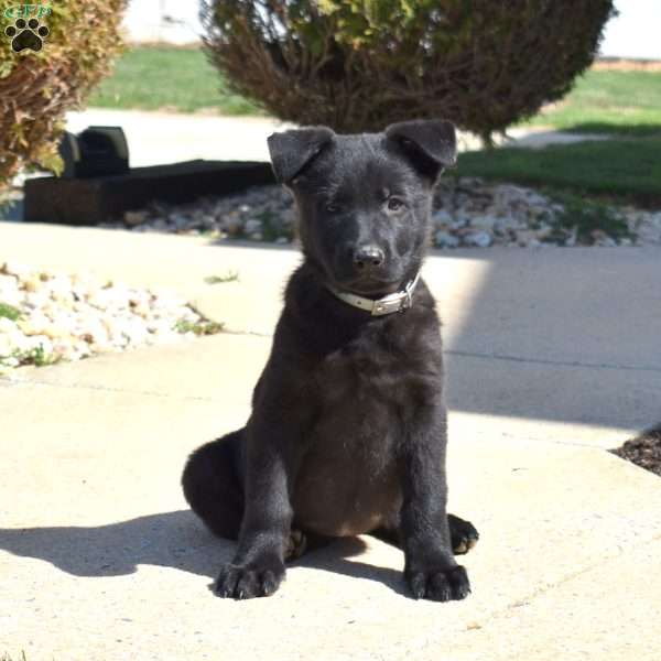Clover, German Shepherd Puppy