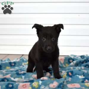 Clover, German Shepherd Puppy