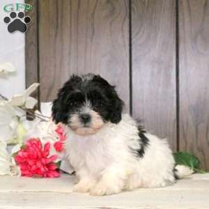 Clover, Shih-Poo Puppy