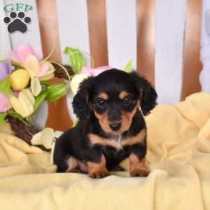 Clover, Dachshund Puppy
