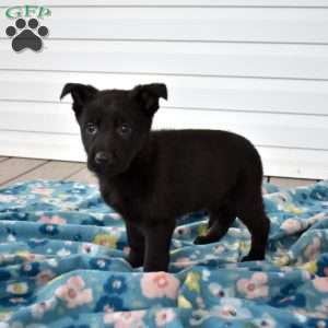 Clover, German Shepherd Puppy