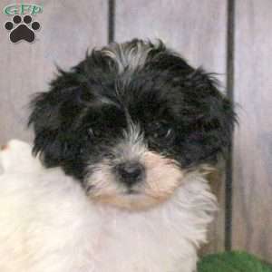 Clover, Shih-Poo Puppy