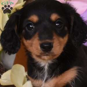 Clover, Dachshund Puppy