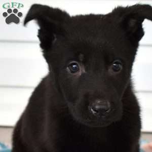 Clover, German Shepherd Puppy