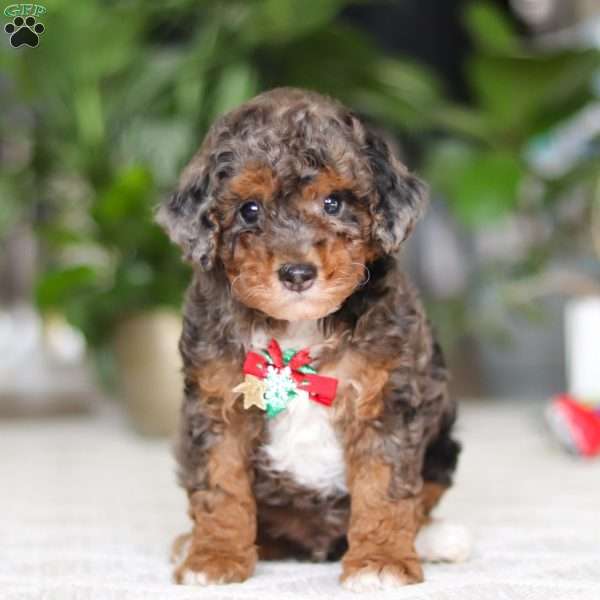 Clover, Cavapoo Puppy