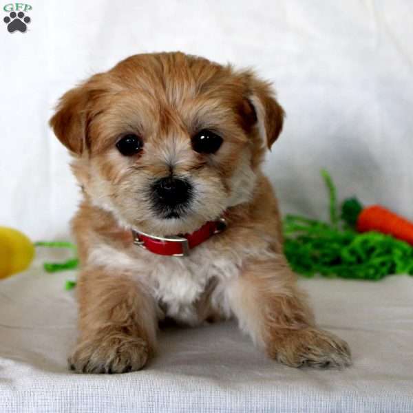 Clyde, Yorkie-Chon Puppy