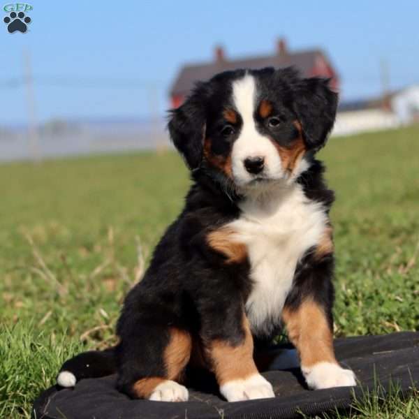 Coco Cola, Bernese Mountain Dog Puppy