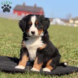 Coco Cola, Bernese Mountain Dog Puppy