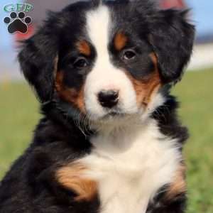 Coco Cola, Bernese Mountain Dog Puppy