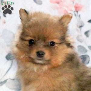 Cocoa, Pomeranian Puppy