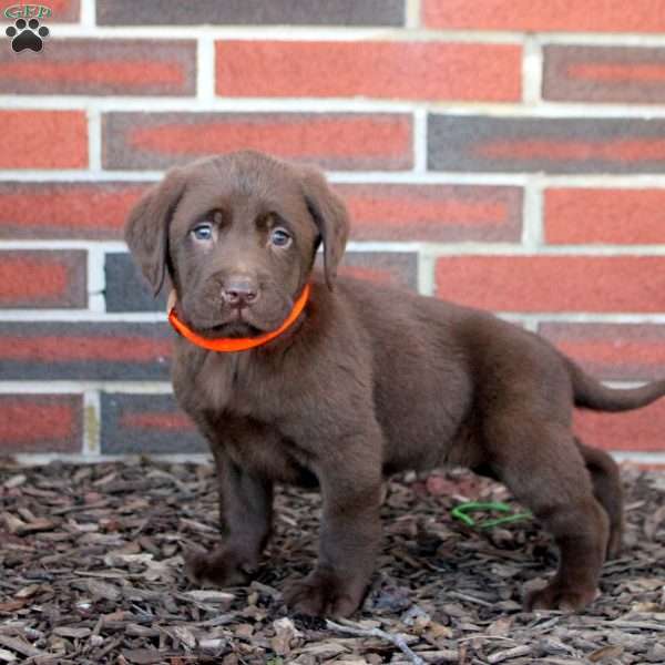 Cocoa, Chocolate Labrador Retriever Puppy