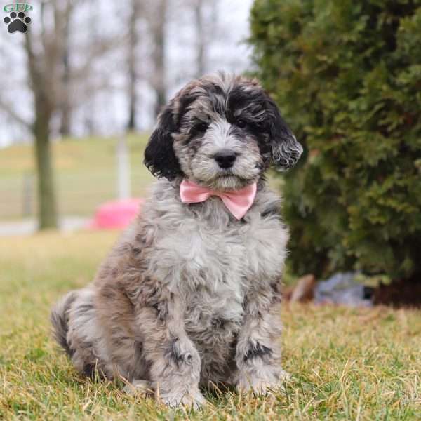 Cocoa, Newfypoo Puppy