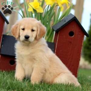 Coconut, Golden Retriever Puppy