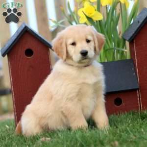 Coconut, Golden Retriever Puppy
