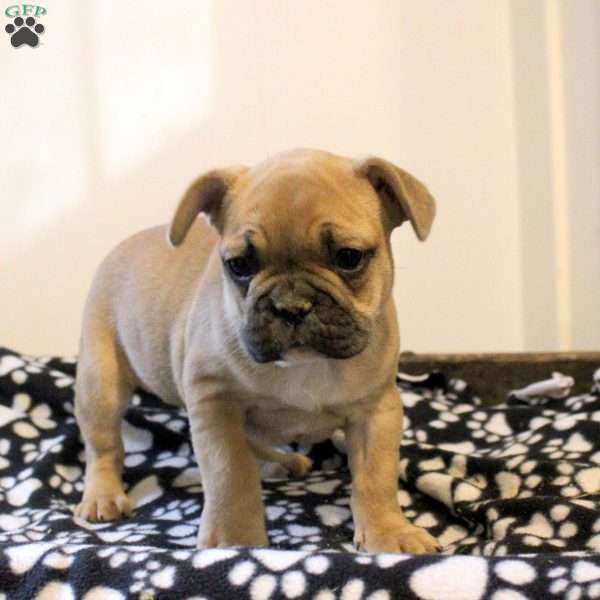 Cody, French Bulldog Puppy