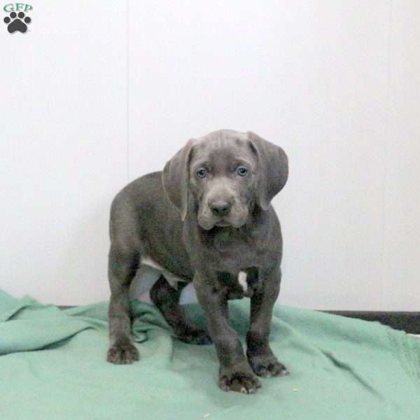 Cody, Weimaraner Puppy