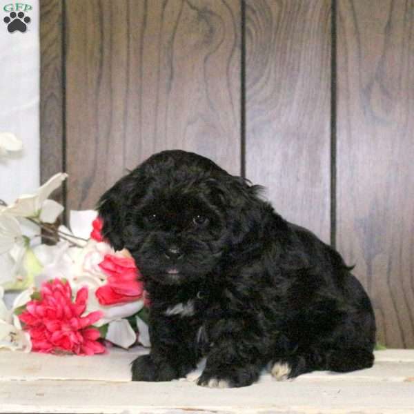 Cody, Shih-Poo Puppy