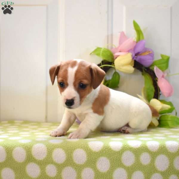 Cody, Jack Russell Terrier Puppy