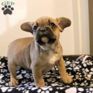 Cody, French Bulldog Puppy