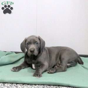 Cody, Weimaraner Puppy