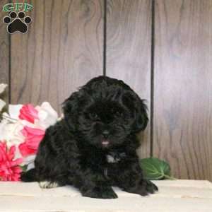 Cody, Shih-Poo Puppy
