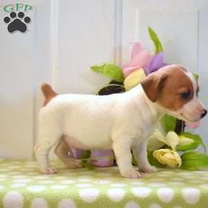 Cody, Jack Russell Terrier Puppy