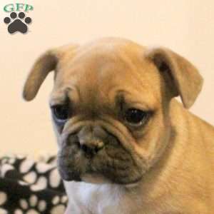 Cody, French Bulldog Puppy