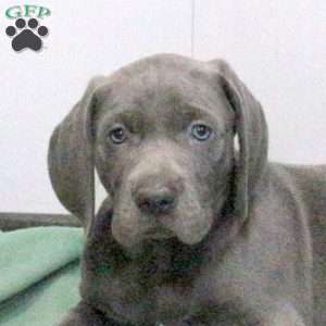 Cody, Weimaraner Puppy