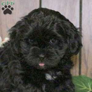 Cody, Shih-Poo Puppy