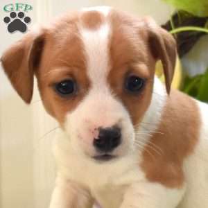 Cody, Jack Russell Terrier Puppy