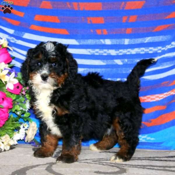 Cody, Mini Bernedoodle Puppy