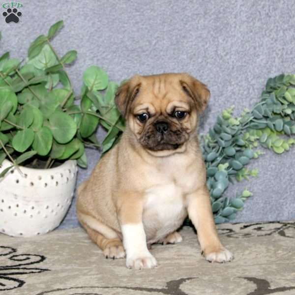Cody, Pug Puppy
