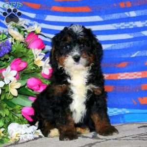 Cody, Mini Bernedoodle Puppy