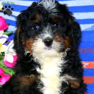 Cody, Mini Bernedoodle Puppy