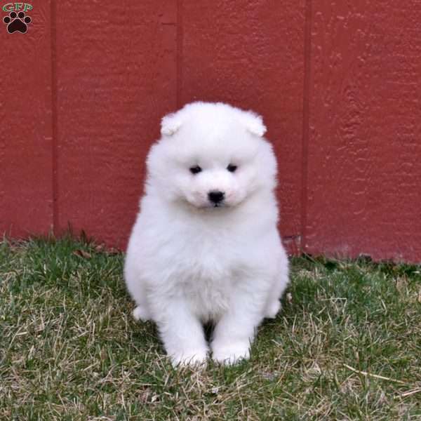 Colby, Samoyed Puppy