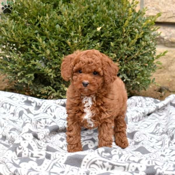 Colby, Mini Goldendoodle Puppy