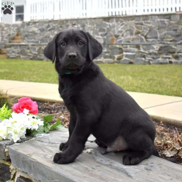 Colby, Black Labrador Retriever Puppy