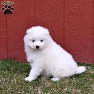 Colby, Samoyed Puppy