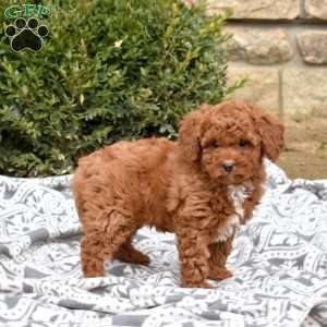 Colby, Mini Goldendoodle Puppy