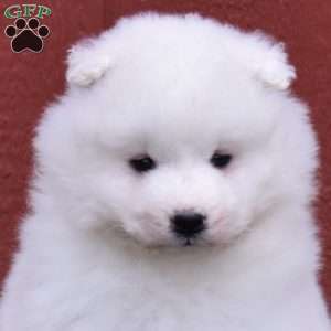 Colby, Samoyed Puppy