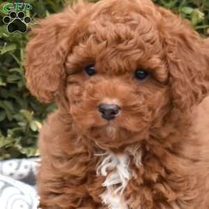 Colby, Mini Goldendoodle Puppy