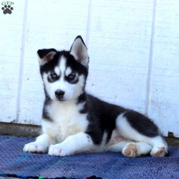 Colby, Siberian Husky Puppy