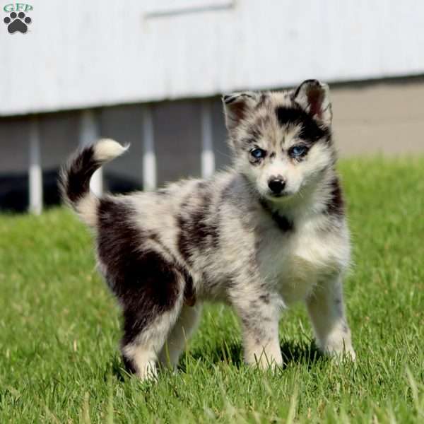 Colby, Pomsky Puppy