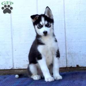 Colby, Siberian Husky Puppy